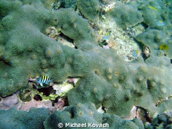 Sargeant Majors on coral on the first reef line at the An... by Michael Kovach 